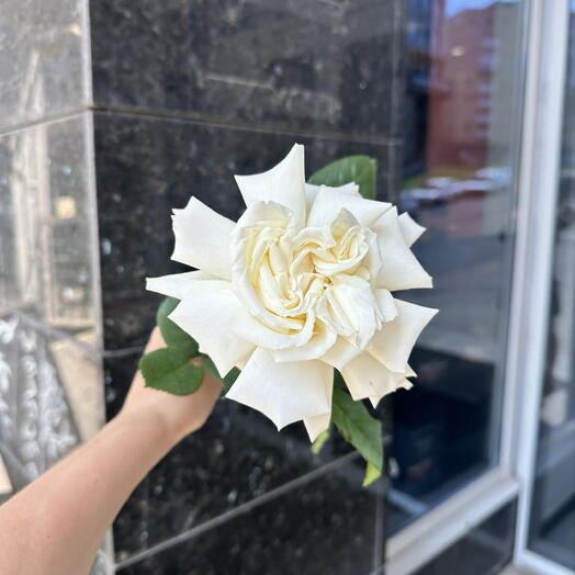 Пионовидная белая роза Плай Бланка