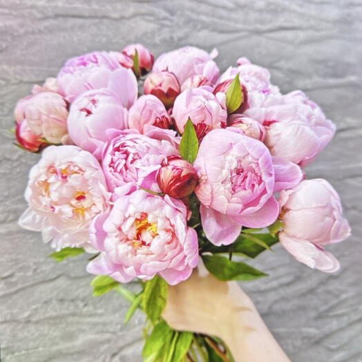 Пион 25 шт