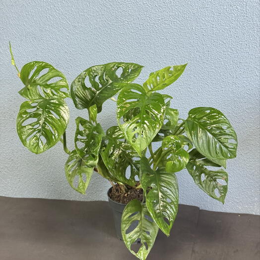 Monstera