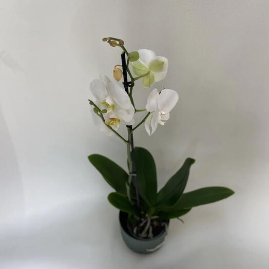 Орхидея Фаленопсис (Phalaenopsis) белая