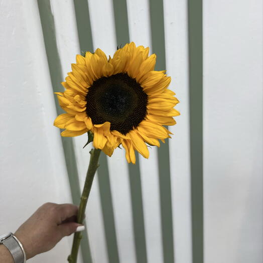 Подсолнух 🌻