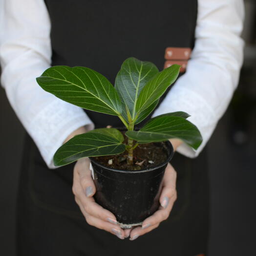 Фикус бенгальский сорта «Одри» (Ficus benghalensis ‘Audrey )