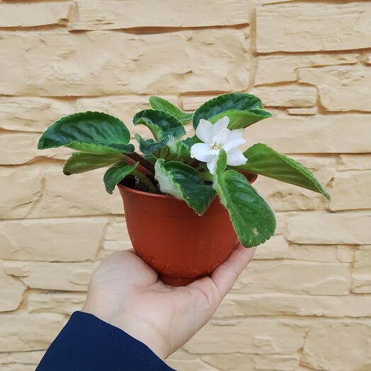Фиалочка красатулечка😘