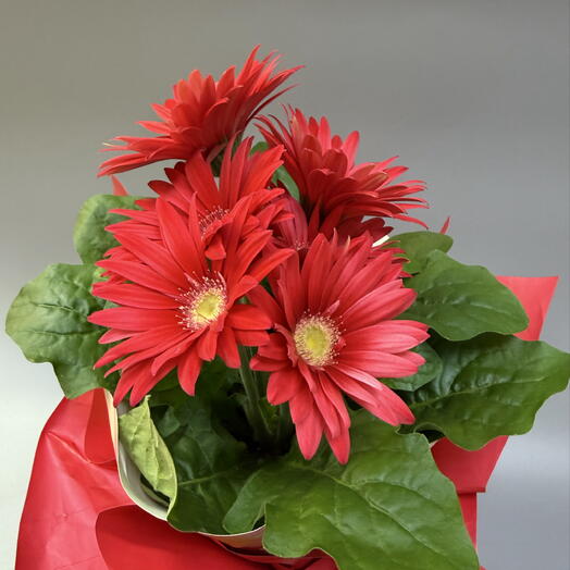 RI FLOWERS