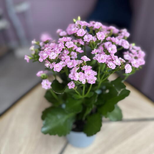 Каланхое нежно-розовый