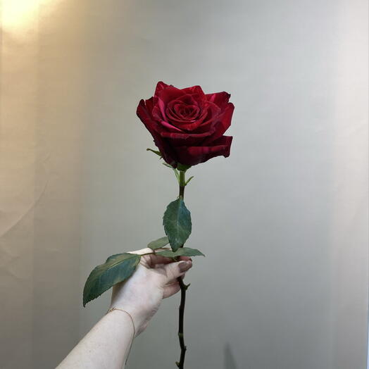 Роза мраморная