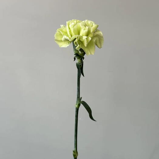 Гвоздика зеленая