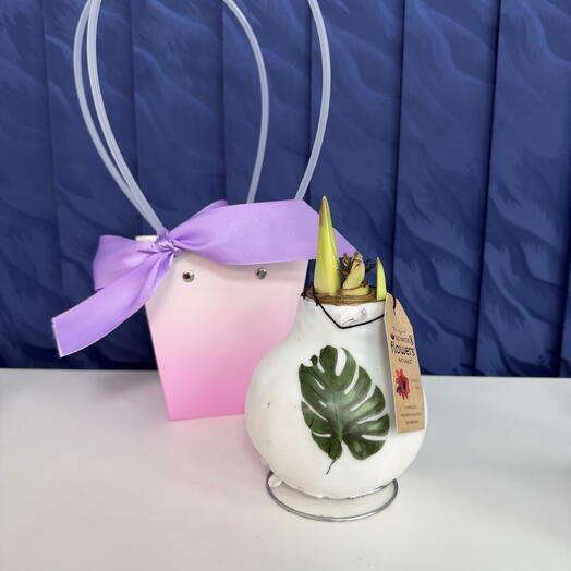 Амариллис красный в белом воске, подарок который точно удивит🎁