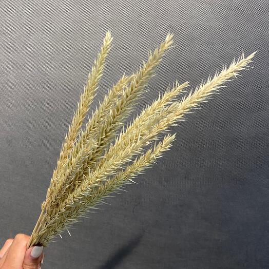Spikelets are natural