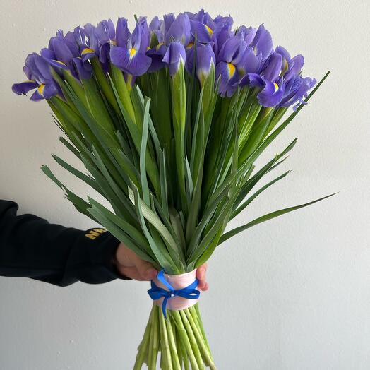 Iris azul