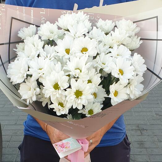 Хризантемы ромашки