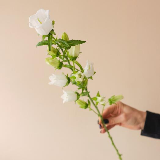 Campanula blanca