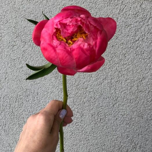 Пион корал шарм