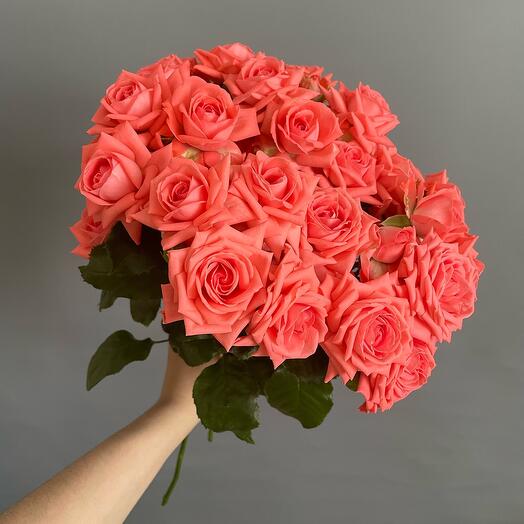 "Barbados" 7 bush roses