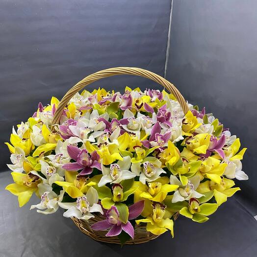 Orchid with baskets