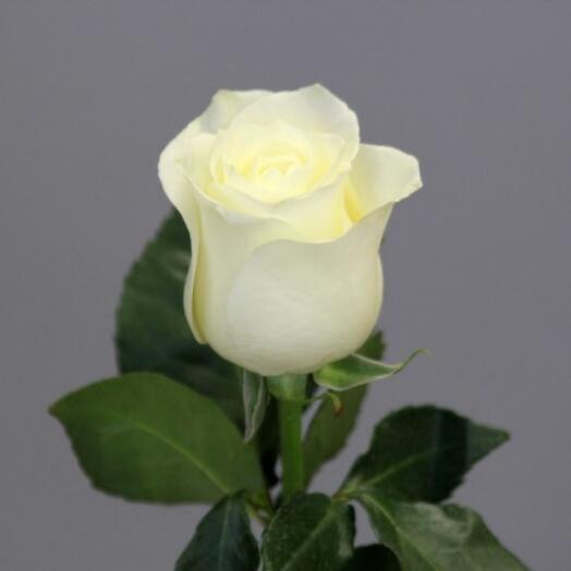 Rose avalange