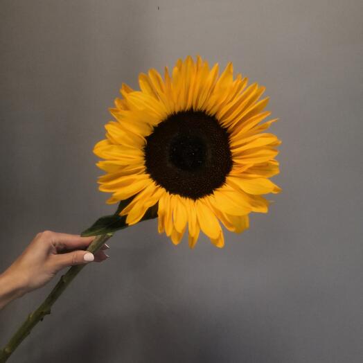 Girasol