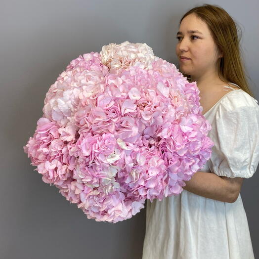 Bouquet of pink hydrangeas