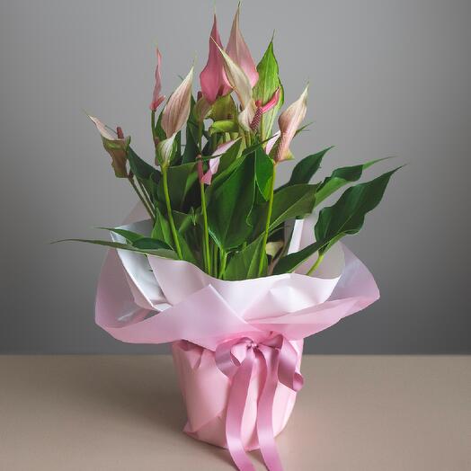 Антуріум дрібноквітковий