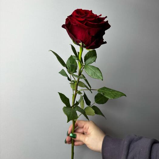 Rosa Explorer 80 cm