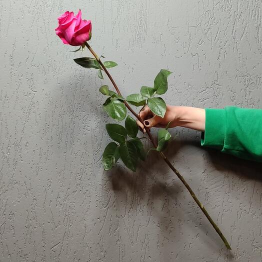 Роза сорта Pink Floyd. 60 см