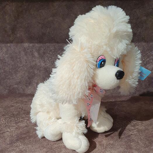 The poodle