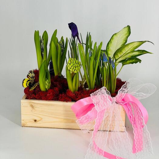Пасха Композиция из луковичных растений гиацинты крокусы мускари в деревянном кашпо
