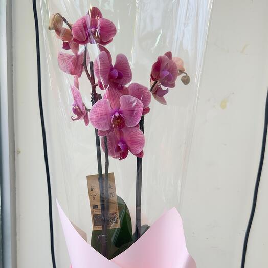 Фаленопсисы орхидея3 orchidea