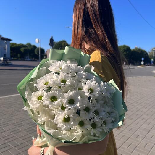 Хризантема ромашка