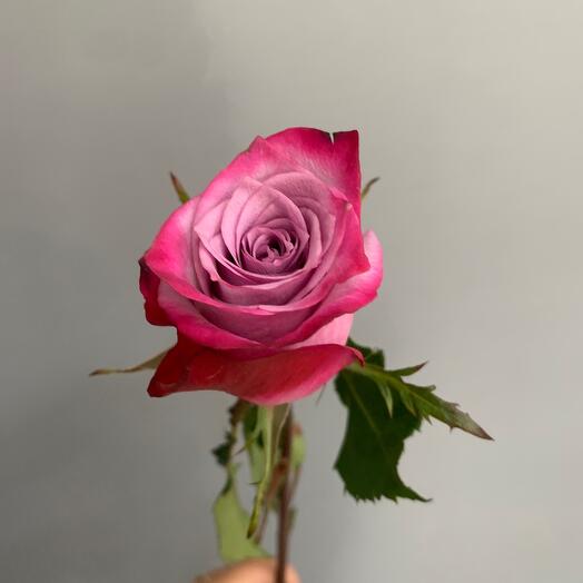 Роза фиолетовая