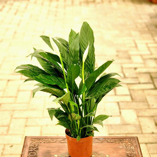 Spathiphyllum