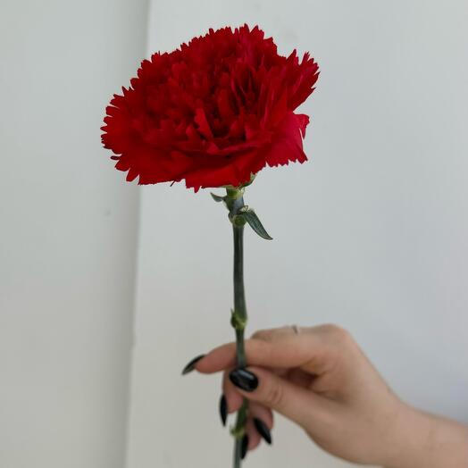 Гвоздика красная