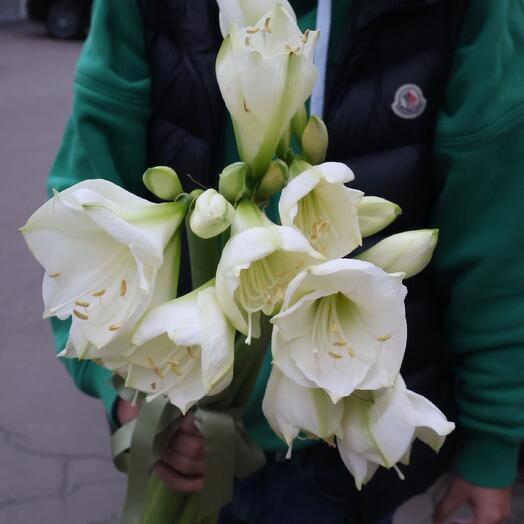 Букет из 7 амариллисов