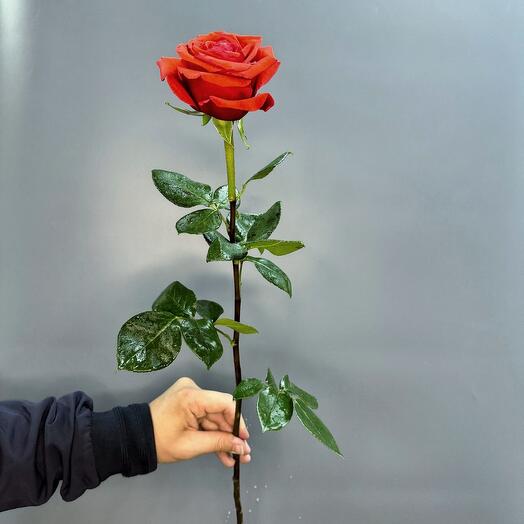 Коралловая роза