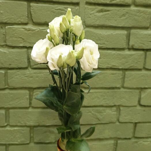 Eustoma