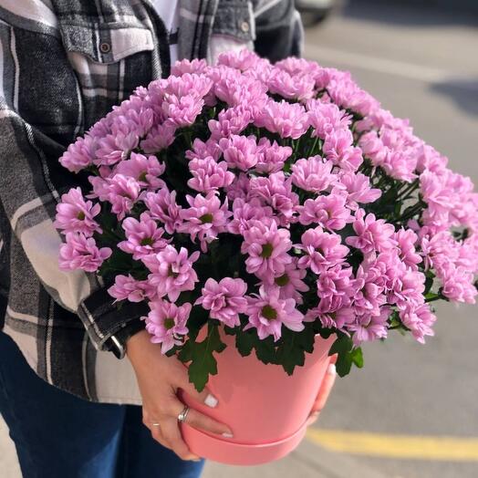 Цветы в коробке
