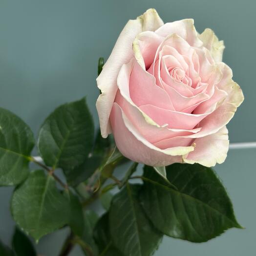 Pink Mondial