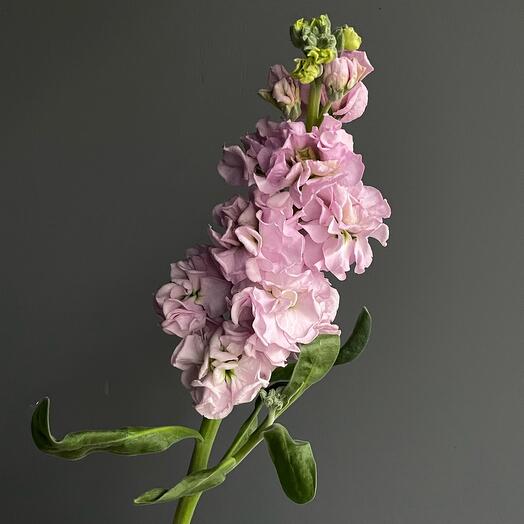 Маттиола сиреневая