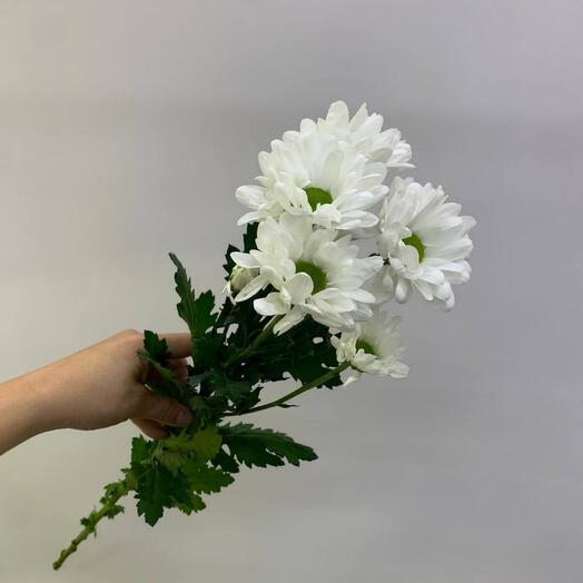 Бакарди белая