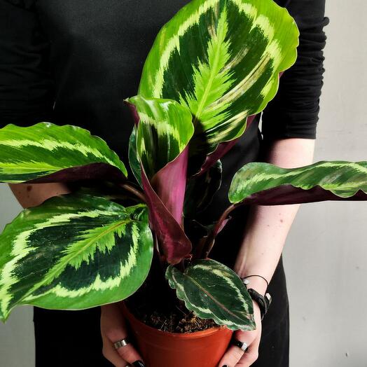 Калатея Медальон (Calathea Roseopicta Medallion) D14см