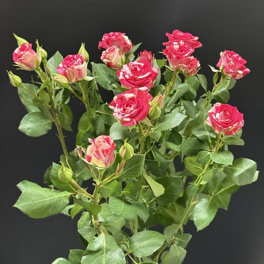 Роза Кустовая Двухцветная