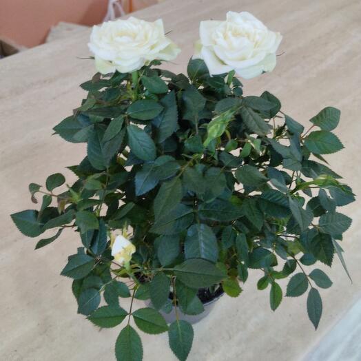 Rosa blanca "playa blanca"