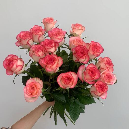 Rosas Rosas 🎀