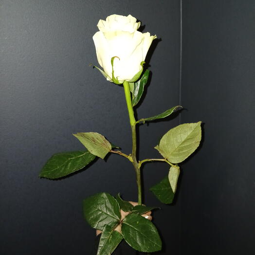 Rose of Holland