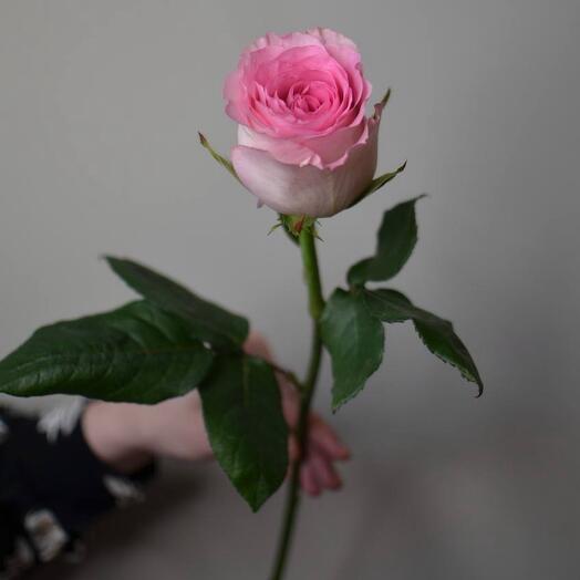 Розовая роза Мандала ( Эквадор )