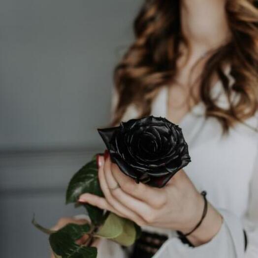 Роза черная