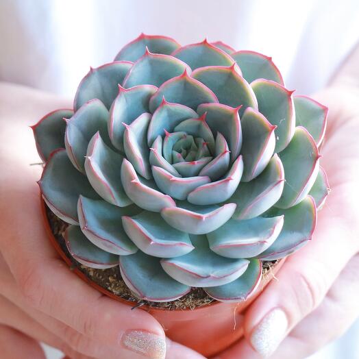 Succulent Echeveria M