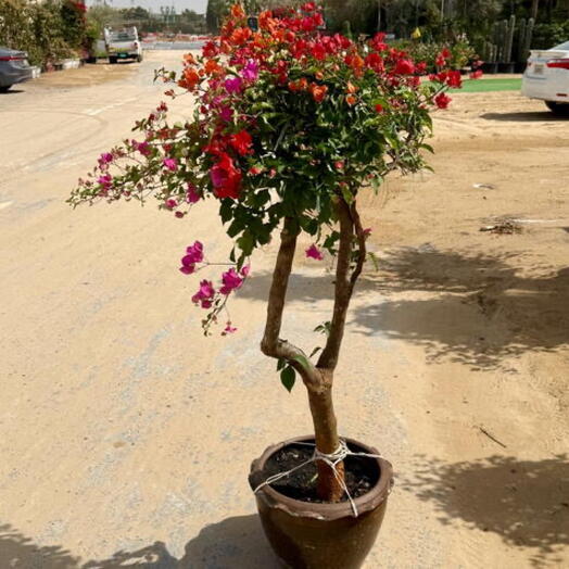 Bougainvillea 1 head