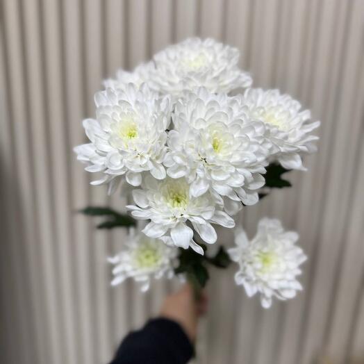 Хризантема кустовая балтика