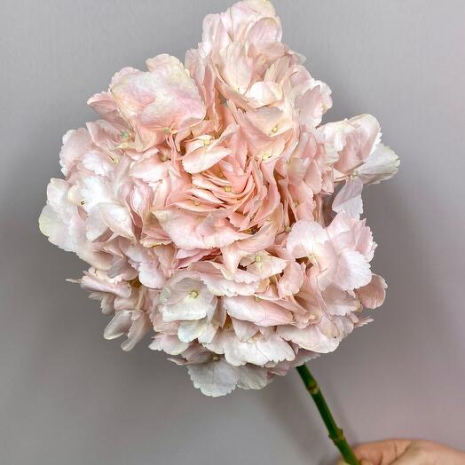 Hortensia crema